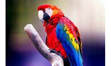 Parrot for Windows - Download it from Habererciyes for free